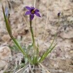 Sisyrinchium halophilum花