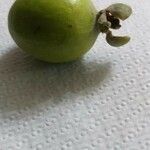 Feijoa sellowiana Fruit