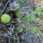 Cucumis myriocarpus फल