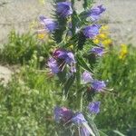 Echium vulgareFlower