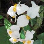Begonia urophylla 花