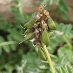 Astragalus alpinus Ffrwyth