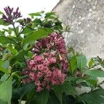 Cestrum elegans (Brongn. ex Neumann) Schltdl.Blomst