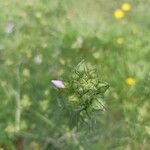 Malva tournefortiana Flower