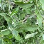 Salvia mellifera Φύλλο