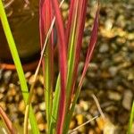 Imperata cylindrica Leaf