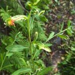 Oenothera laciniata Lehti