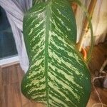 Dieffenbachia seguineLeht