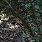 Pouchetia africana Corteza