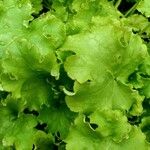 Heuchera maxima Feuille