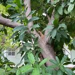 Ehretia tinifolia Hoja