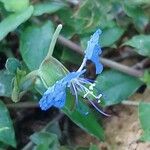 Commelina ramulosa