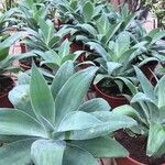 Agave attenuataFoglia