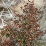 Hemionitis quadripinnata Φύλλο