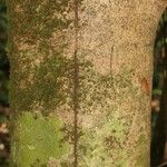 Pouteria reticulata Corteza