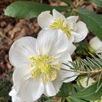 Helleborus niger Alkat (teljes növény)