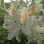 Rhododendron calendulaceumफूल