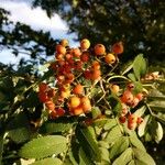 Sorbus scopulina Hedelmä