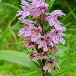 Dactylorhiza fuchsiiFlower