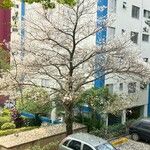 Tabebuia roseoalba Blüte