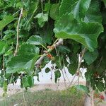 Morus alba Fruto