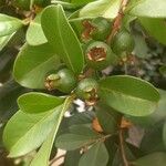 Psidium cattleyanumLeaf