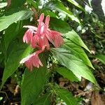 Dianthera candicans Flower