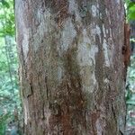 Pouteria flavilatex Bark