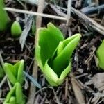 Hyacinthus orientalis L.Foglia