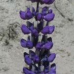 Lupinus formosus Flor