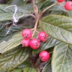 Cotoneaster salicifolius Плод