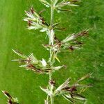 Koeleria pyramidata Flower