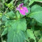 Impatiens textorii Blüte