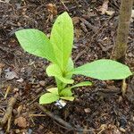 Tectona grandis Leaf