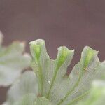Trichomanes erosum Folha