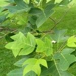 Liriodendron chinense 葉