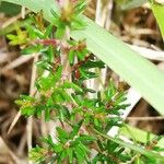 Erica cinerea Hoja