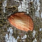 Detarium macrocarpum Rinde