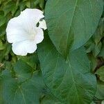 Calystegia sepiumঅন্যান্য