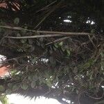 Microgramma vacciniifolia 葉