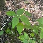 Circaea canadensis Blatt