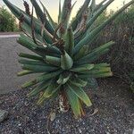 Aloe feroxYaprak