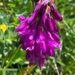 Hedysarum hedysaroides Flor