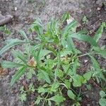 Lepidium sativum Листок