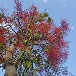 Brachychiton acerifolius عادت