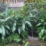 Musa velutina Folha