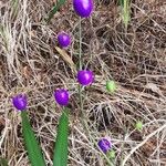 Dianella ensifolia Fruto