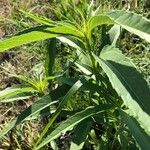 Helianthus grosseserratus Blatt