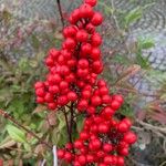 Nandina domestica Fruit