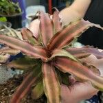 Cryptanthus bivittatus Blad